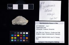 Foto (Objekt + Etikett) von Galatheoidea indet.  (NHMW-GEO-2017-0089-0067)